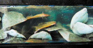 多宝鱼走俏长沙，日销万斤背后的食品安全保障