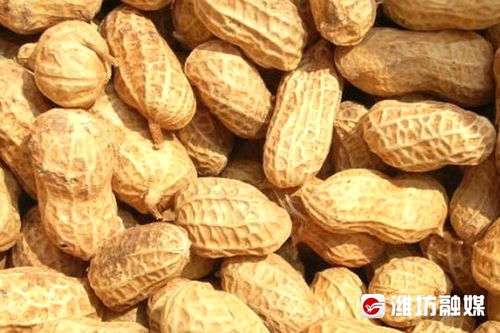 潍坊花生入选全国名特优新农产品名录，再添“金名片”