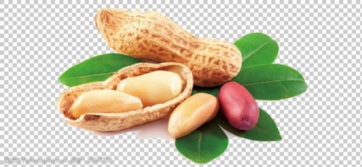 花生 朴实无华的生命之源