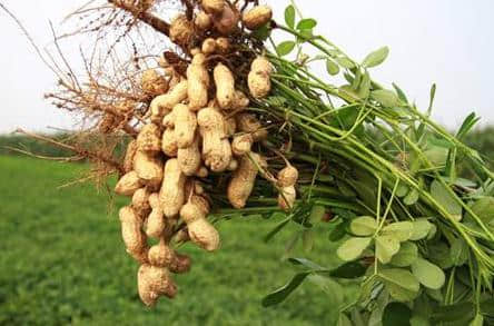 花生成熟时节与病虫害综合防治指南